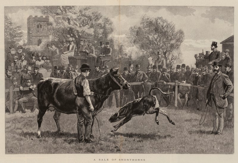 Et salg af Shorthorns af John Charlton