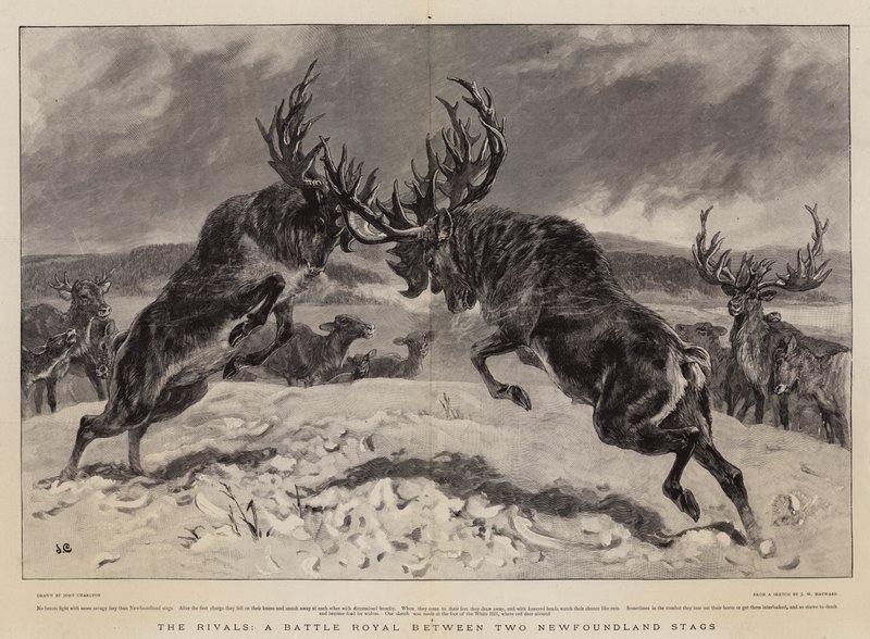 The Rivals, en Battle Royal mellem to Newfoundland Stags af John Charlton