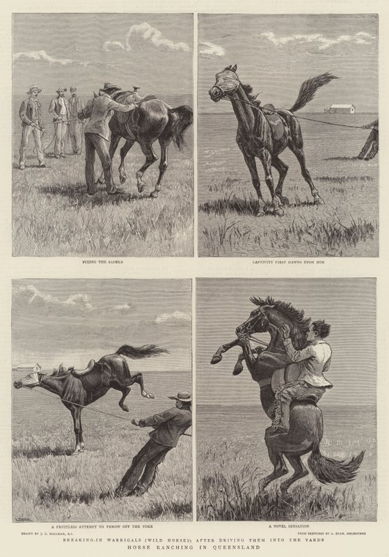 Hesteopdræt i Queensland af John Charles Dollman