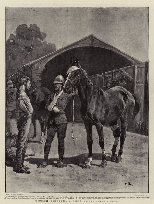Sårede kammerater, en scene i Pietermaritzburg af John Charlton
