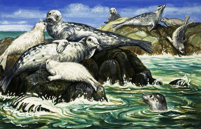 Vores havven sælen af John Rignall