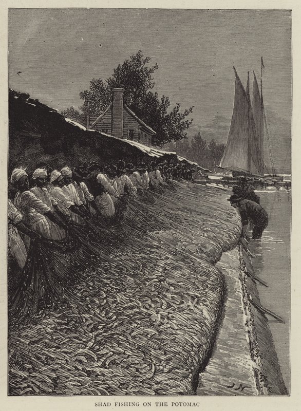 Shad-fiskeri på Potomac af Joseph Nash