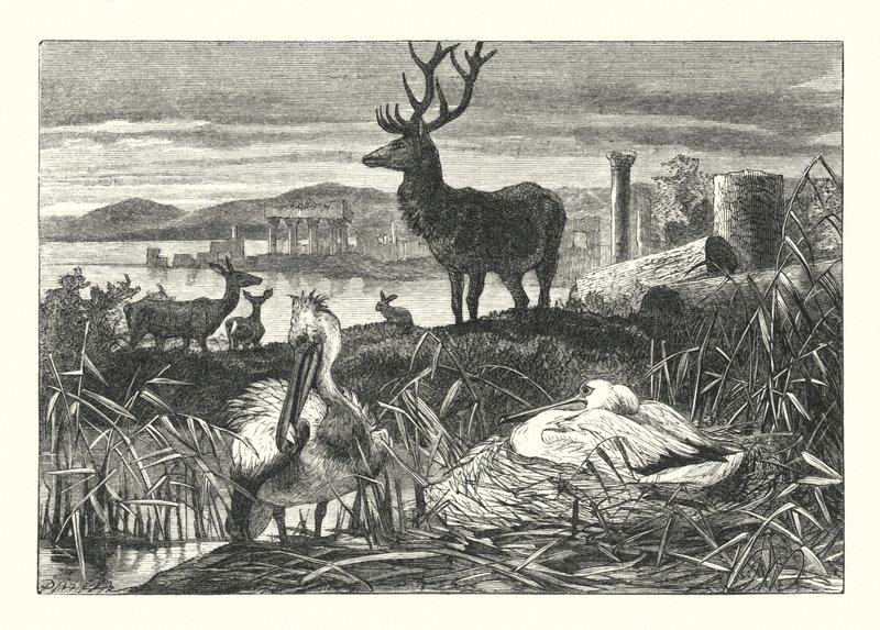Decay of Earthly Pomp (gravering) af Joseph (after) Wolf
