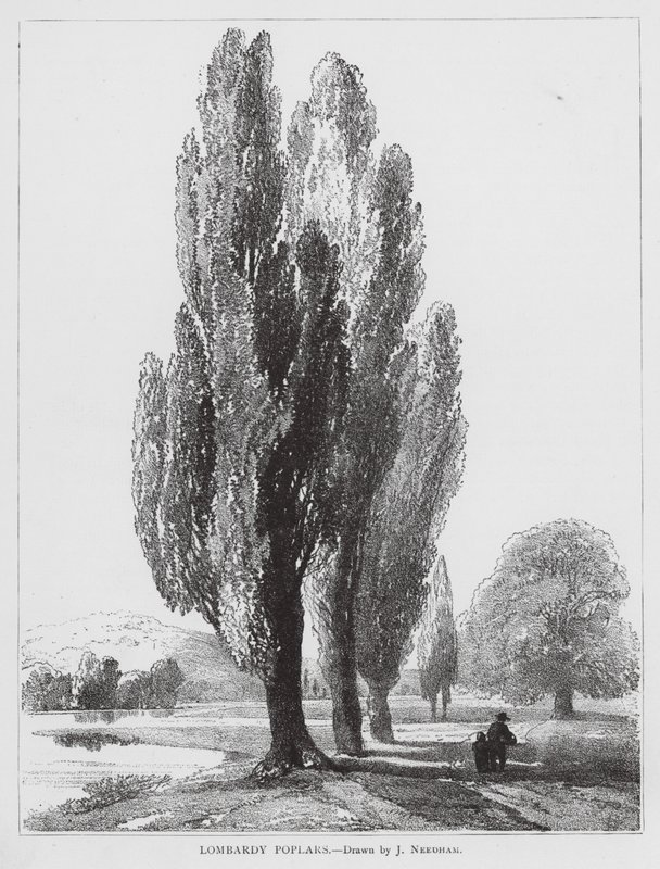 Lombardiske popler (litho) af Joseph Needham