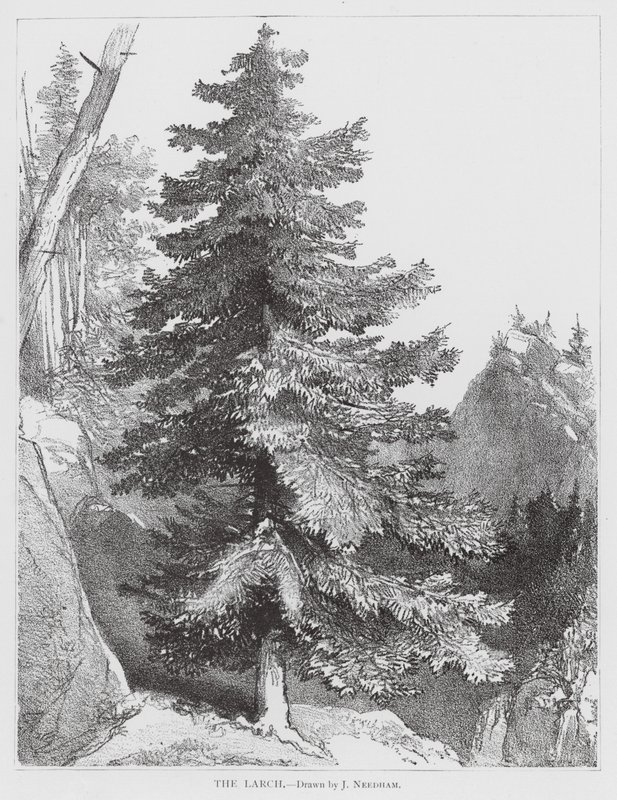 The Larch (litografi) af Joseph Needham