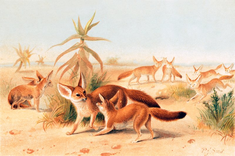 Afrikanske fennekker af Joseph Smit