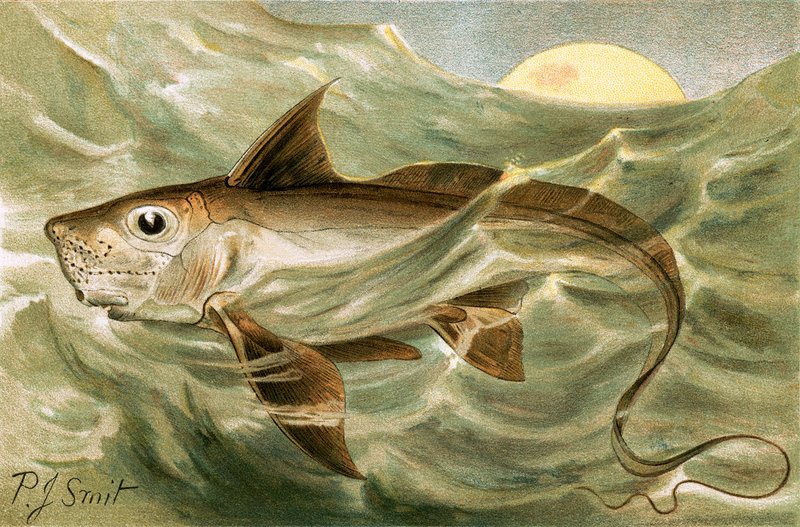 Chimaera af Joseph Smit