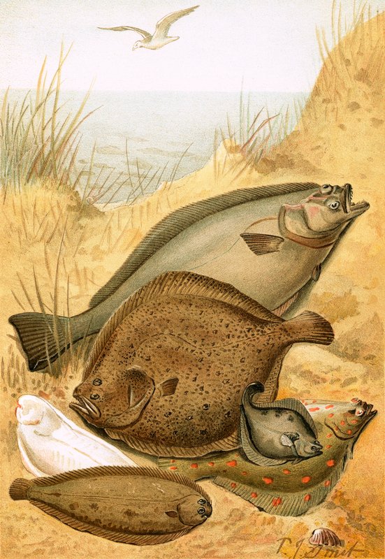 Flad fisk af Joseph Smit