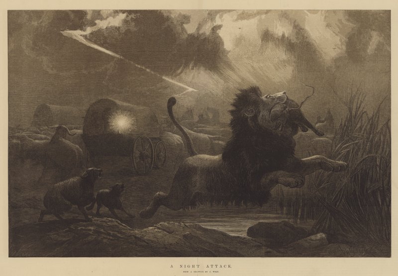 Et natangreb af Joseph Wolf
