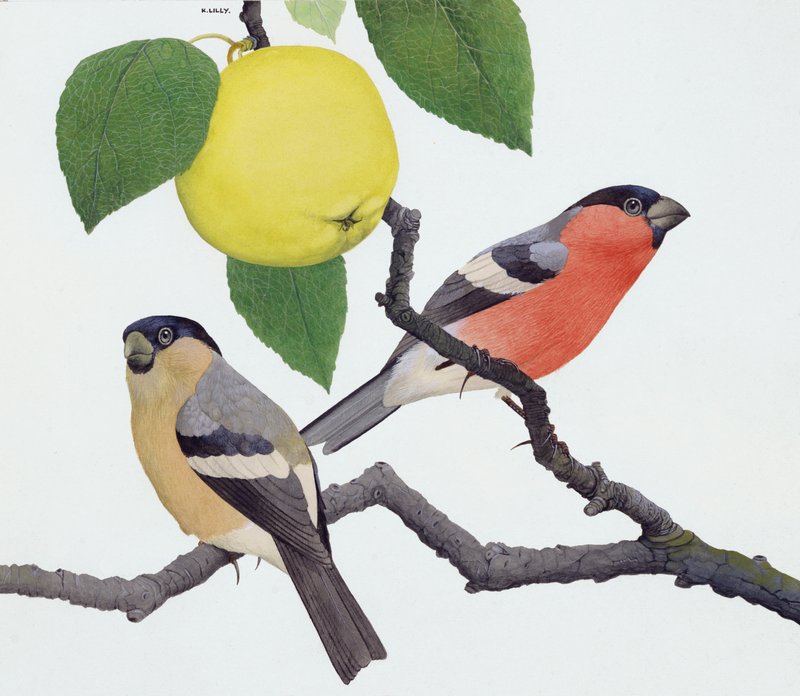 Dompap (gouache på papir) af Kenneth Lilly