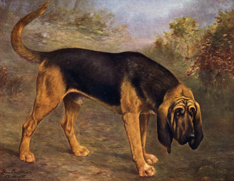 Bloodhound Champion Hengist af Lilian Cheviot