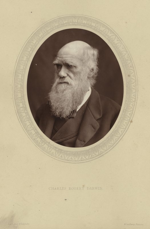 Portræt af Charles Darwin af Lock and Whitfield