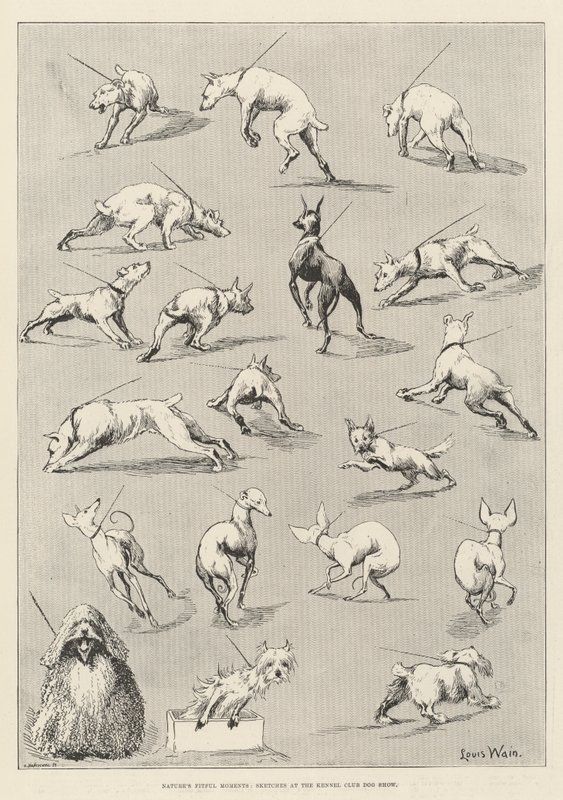 Naturens fitful Moments, skitser på Kennel Club Dog Show af Louis Wain