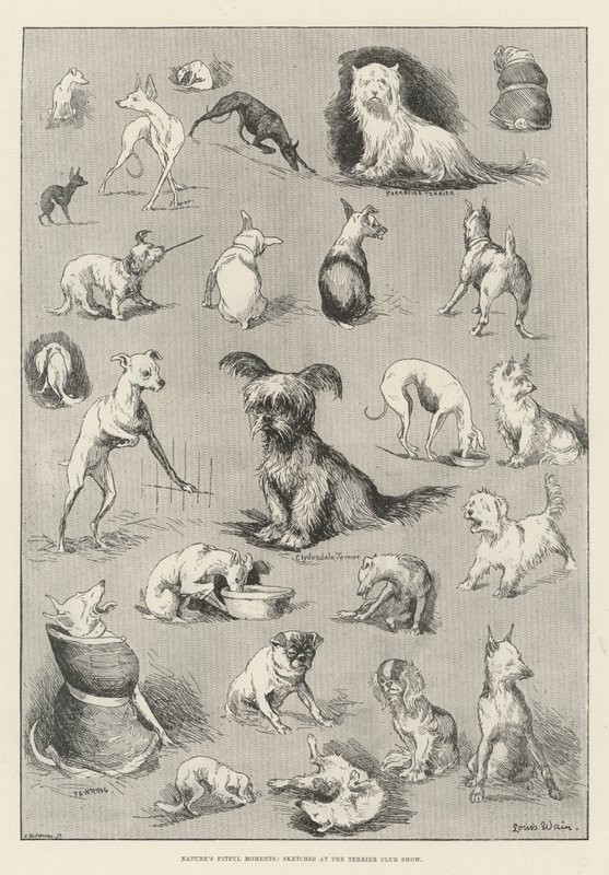 Naturens ustadige øjeblikke, skitser på Terrier Club Show af Louis Wain