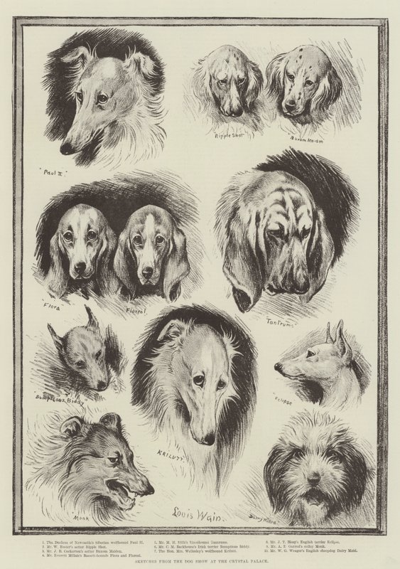 Skitser fra Hundeudstillingen i Crystal Palace af Louis Wain