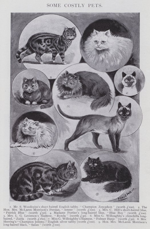 Nogle dyre kæledyr (litho) af Louis (after) Wain