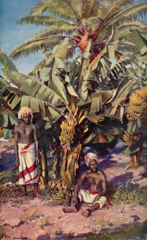 En bananplantage, Fiji (farve litho) af Louis Fairfax Muckley