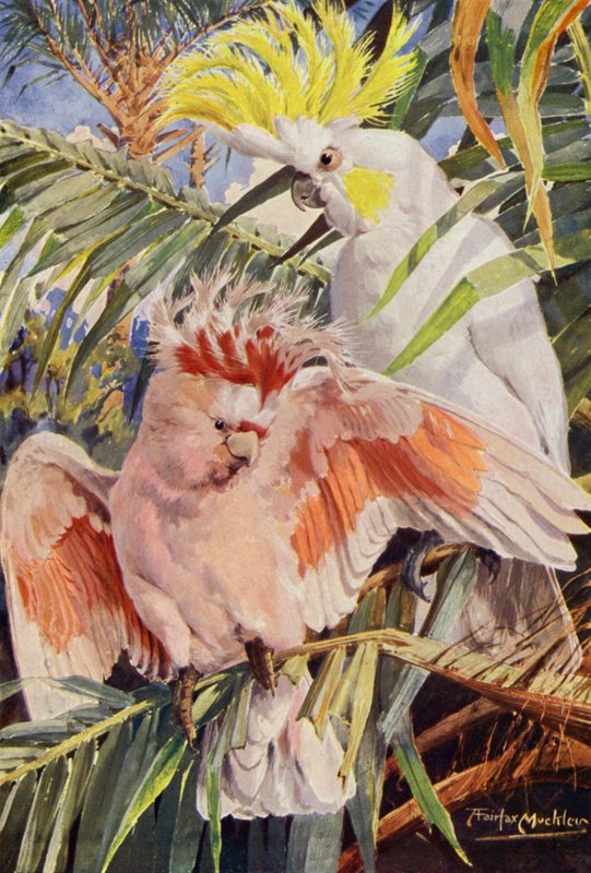 Kakaduen (farve litho) af Louis Fairfax Muckley