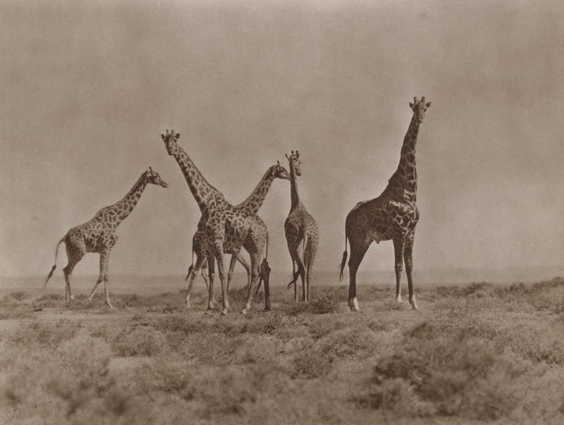 På sletterne i Kenya af Marcuswell Maxwell
