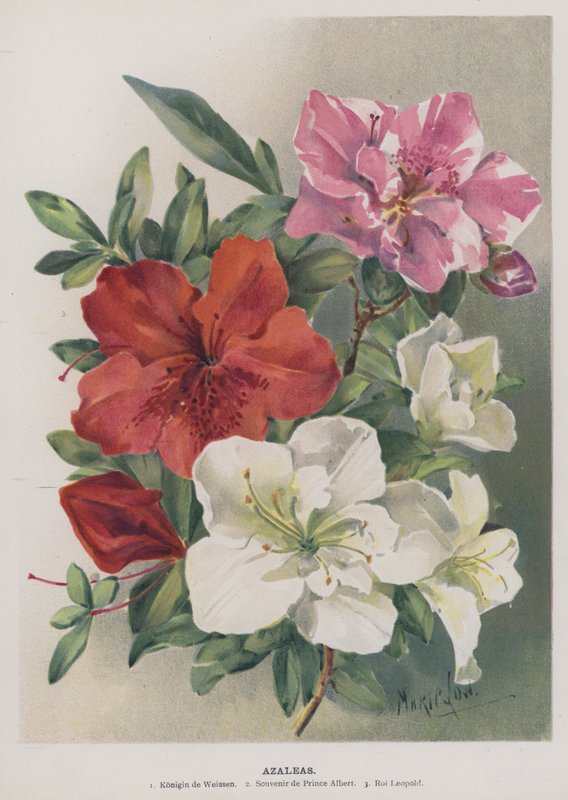 Azaleaer af Marie Low