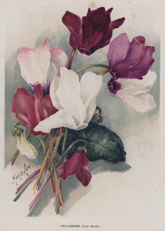 Cyclamens, fra frø af Marie Low
