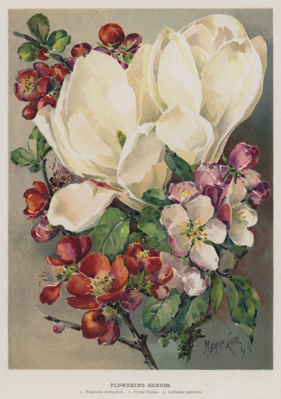 Blomstrende buske af Marie Low