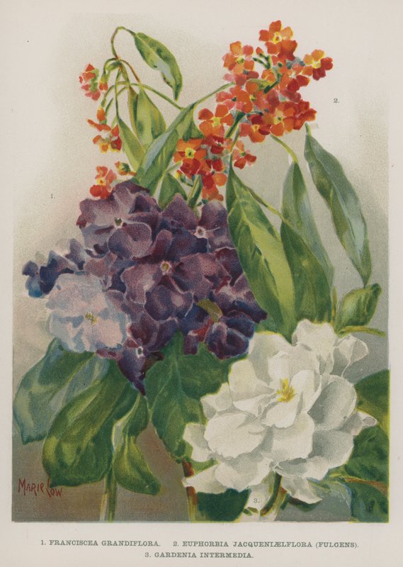 Franciscea Grandiflora, Euphorbia Jacqueniaelflora, Fulgens, Gardenia Intermedia af Marie Low