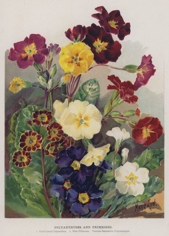 Polyanthuse og Primulaer af Marie Low