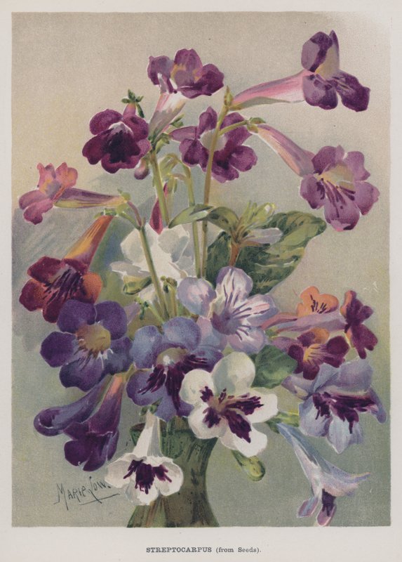 Streptocarpus, fra Frø af Marie Low