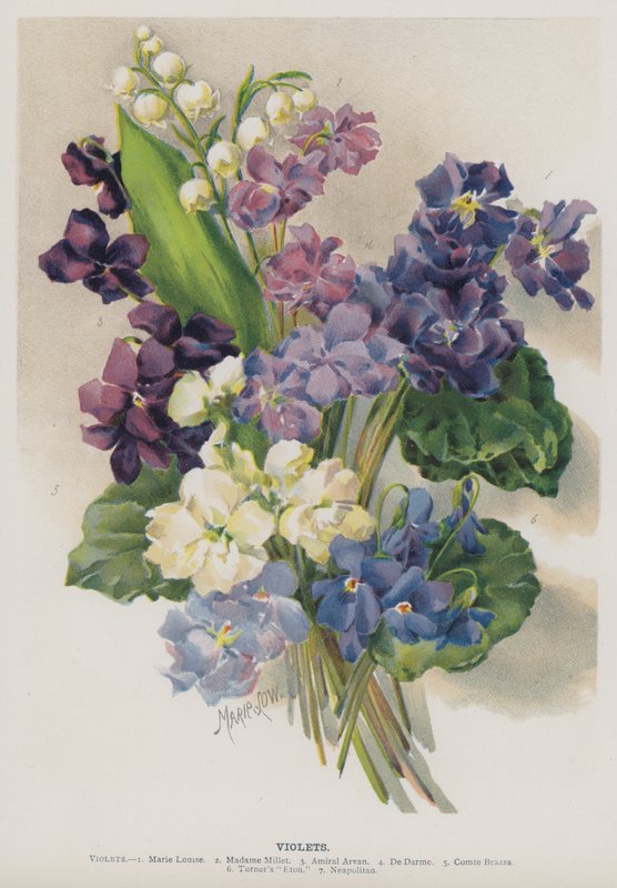Violer af Marie Low