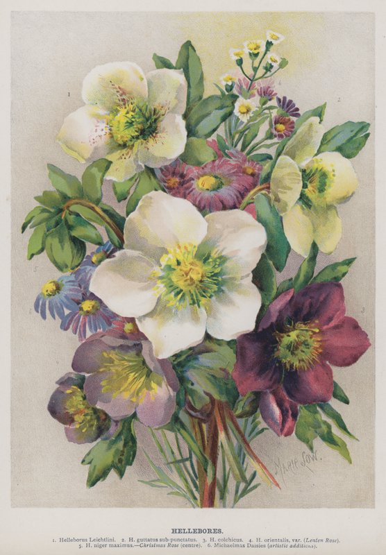 Hellebores af Marie Low