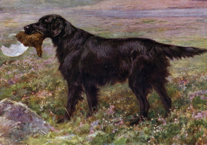 The Flat-Coated Retriever Champion High Legh Blarney af Maud Earl