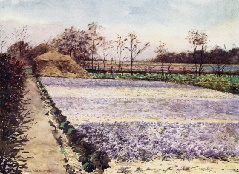 A Crocus Field (farve litho) af Mima Nixon