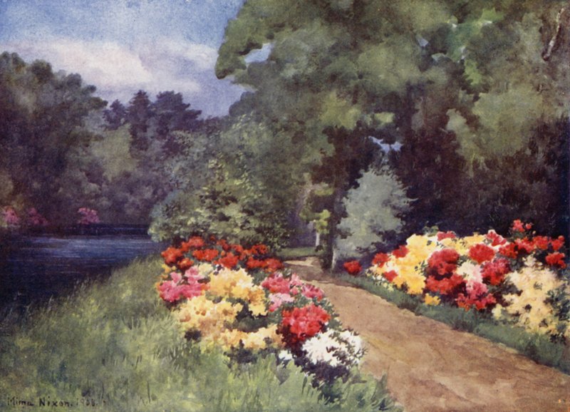 Azalea, Het Loo (farve litho) af Mima Nixon