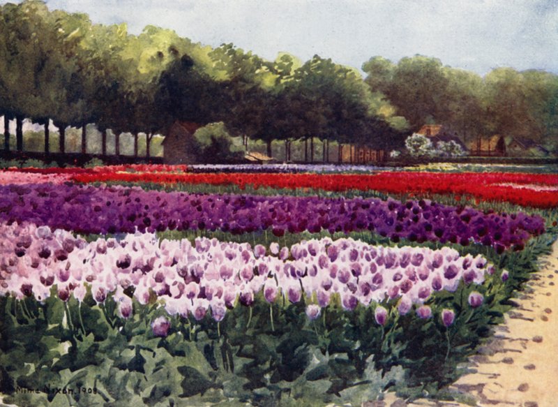Darwin Tulipaner (farve litho) af Mima Nixon
