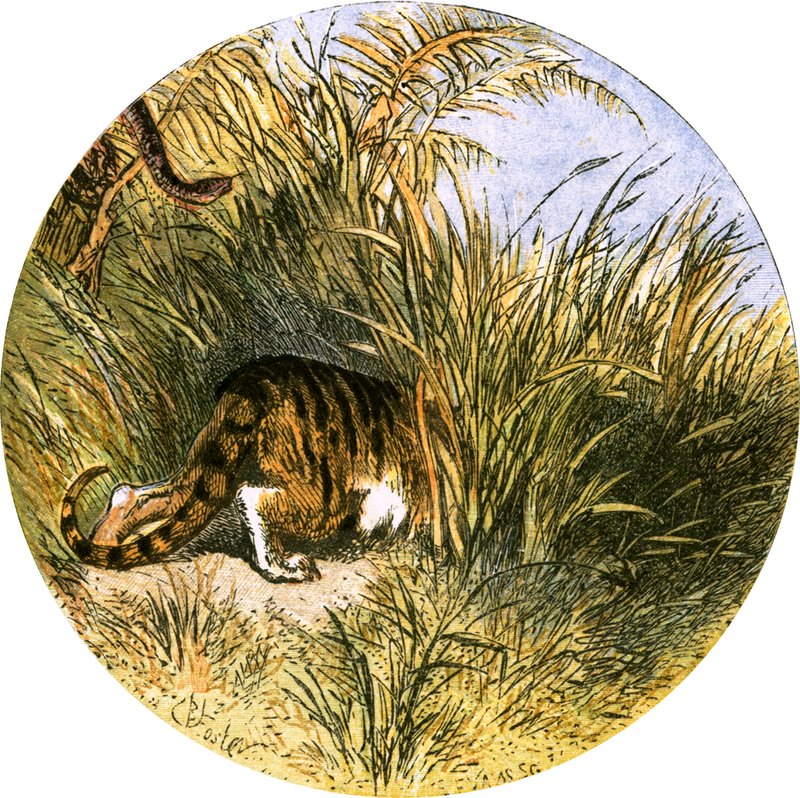 Illustration til 