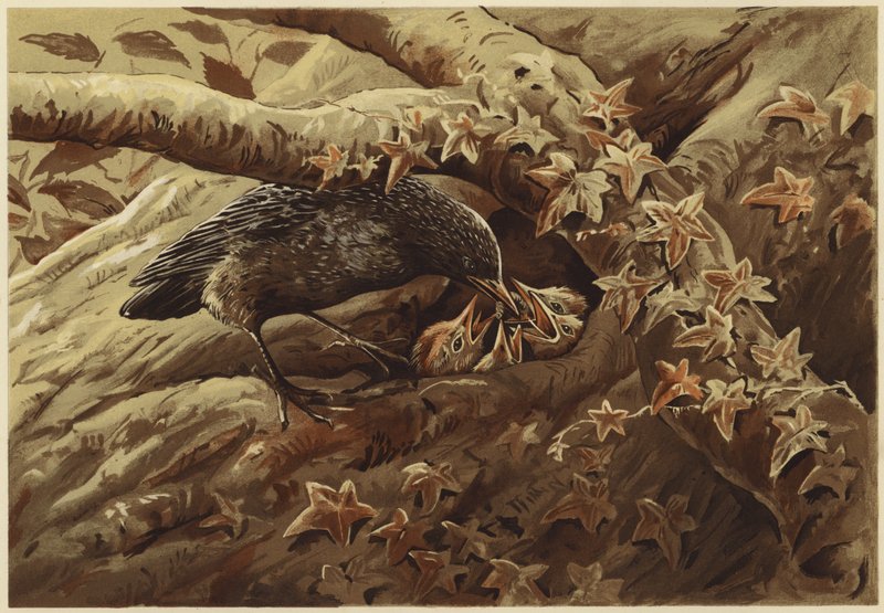 En larmende vuggestue (litho) af N. Parker