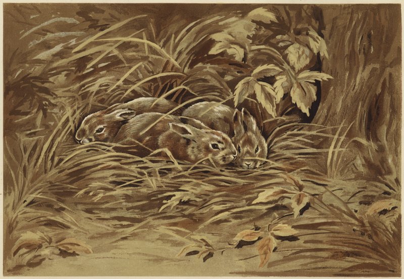 Små harer (litho) af N. Parker