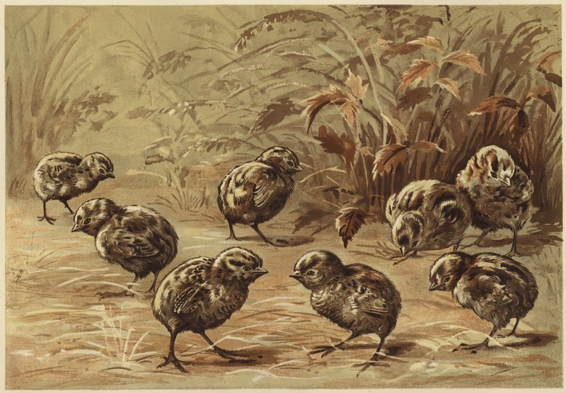 Moder agerhøne (litho) af N. Parker
