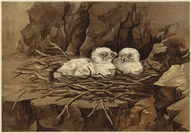 Ørnens eyrie (litho) af N. Parker