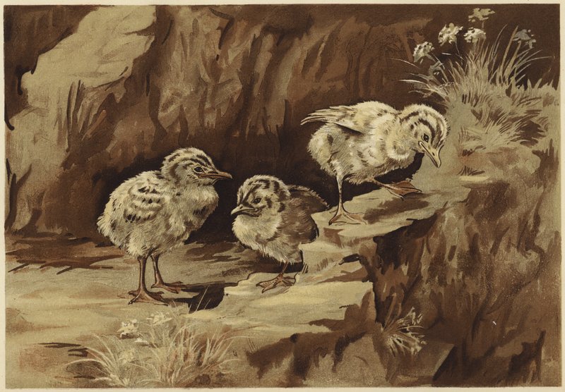 Mågeklippen (litho) af N. Parker