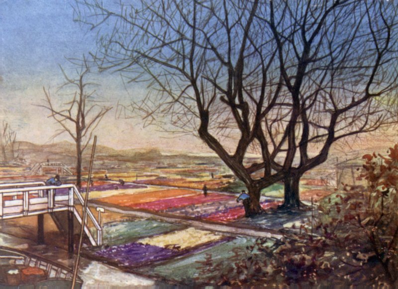 Tulipanmarkerne, Haarlem af Nico Jungman