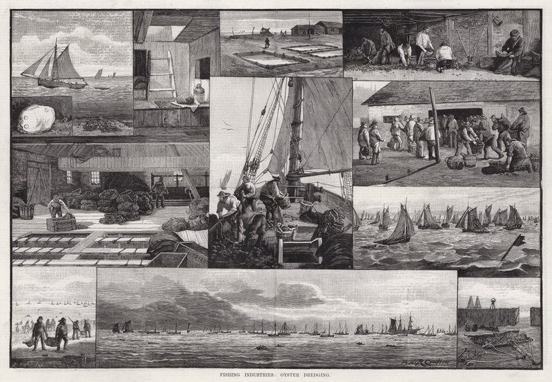 Fiskeriindustrier, østersudgravning (gravering) af Percy Robert Craft