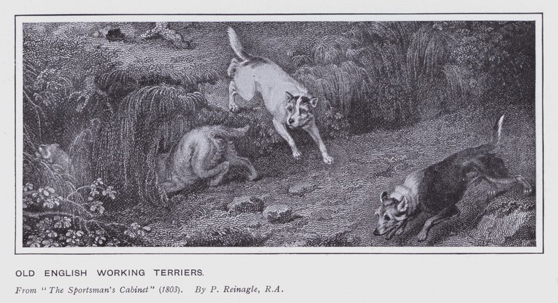 Old English Working Terriers (litho) af Philip (after) Reinagle