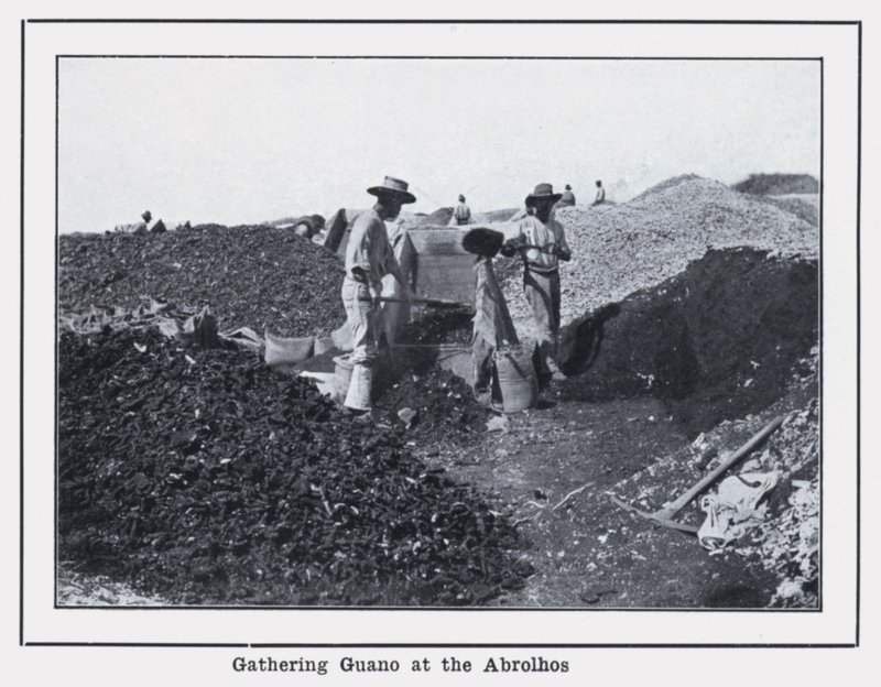 Indsamling af guano i Abrolhos (s/h-foto) af Photographer Australian