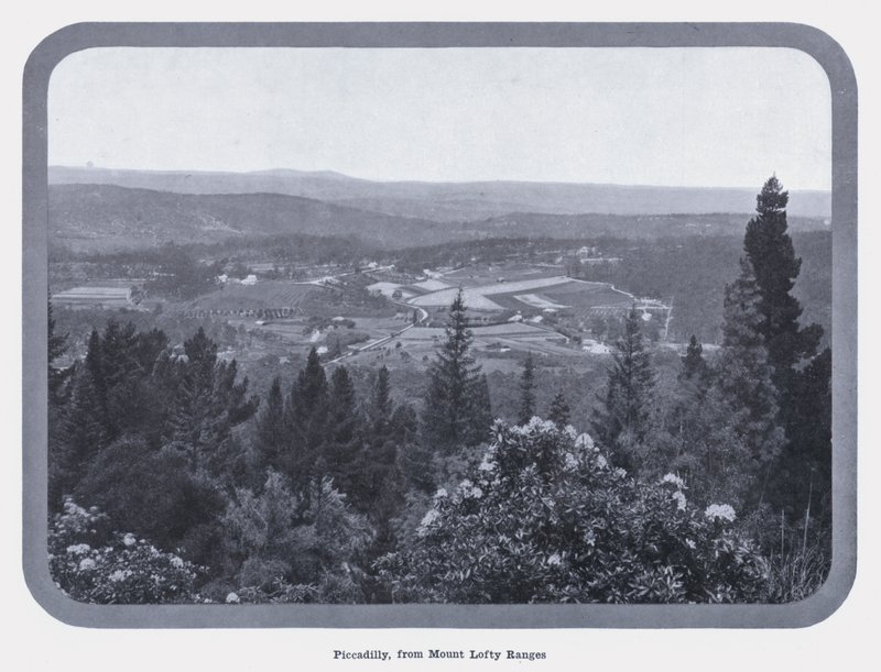 Piccadilly, fra Mount Lofty Ranges (s/h foto) af Photographer Australian