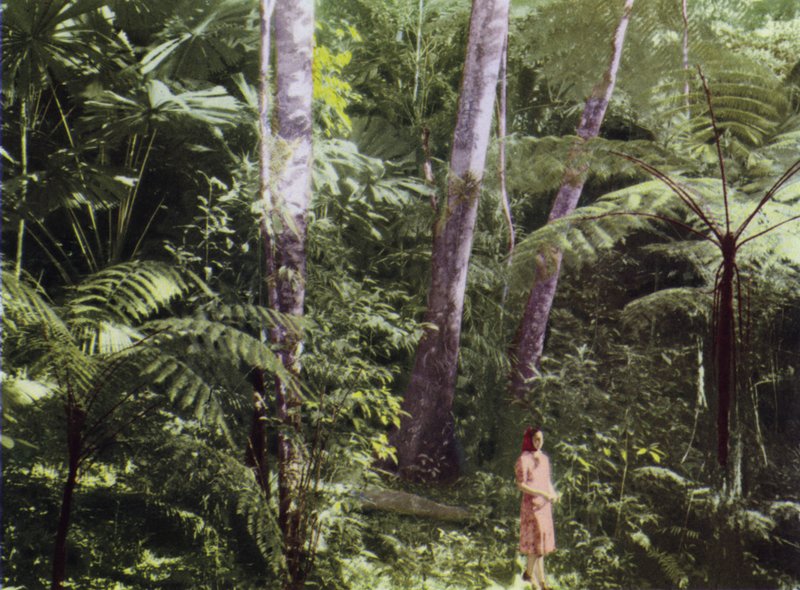 Queensland, Australien: Tropical Jungle (foto) af Photographer Australian