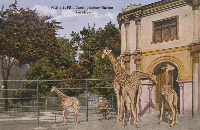 Kölns zoologiske have, giraffer (foto) af Photographer German