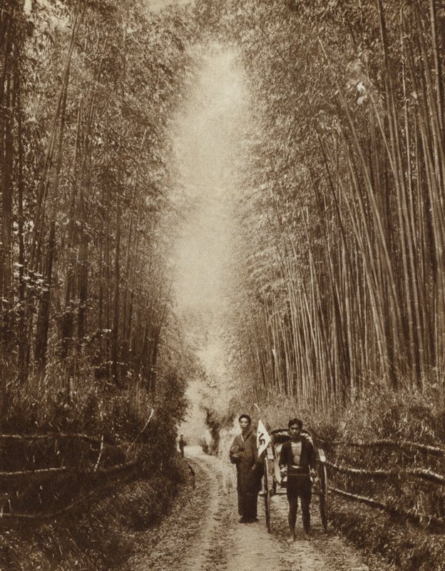Bamboo Grove, Japan (s/h foto) af Photographer Japanese