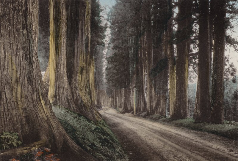Japan, ca. 1912: Cryptomeria Road, Nikko (foto) af Photographer Japanese